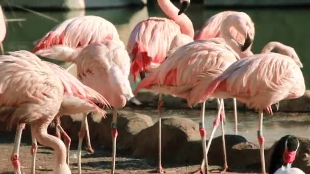 Μια ομάδα των ροζ φλαμίνγκο είστε καθαρισμό φτερά κοντά σε μια μικρή λιμνούλα. — Αρχείο Βίντεο