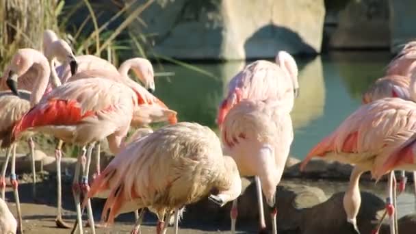 Pembe Flamingolar Bir Grup Küçük Gölet Yakınındaki Tüyleri Temizleme — Stok video
