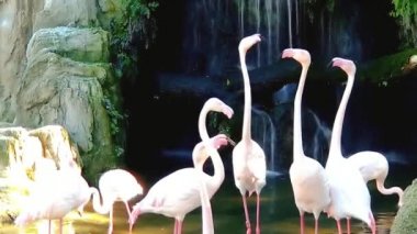 Bir grup küçük bir şelale yakınındaki pembe flamingolar