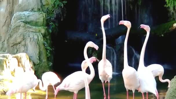 Eine Gruppe rosa Flamingos in der Nähe eines kleinen Wasserfalls — Stockvideo