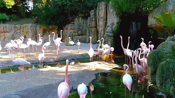 一群粉红色的火烈鸟在一个小瀑布附近 — 图库视频影像