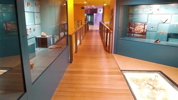 Valencia, Spain - January 2019: Museum Halls and exhibits of the Museum of Natural Science of Valencia — Stock Video