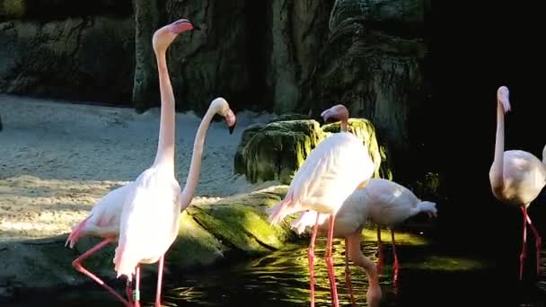 Un groupe de flamants roses près d'une petite cascade 