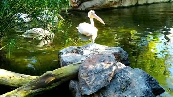 Vackra stora vita pelikaner simma i en liten damm — Stockvideo
