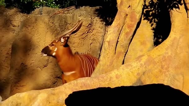 Piękne duże afrykańskie Anilopa bongo dobrze oświetlone przez słońce. — Wideo stockowe