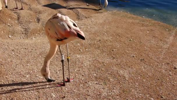 Grote flamingo plukken op korte gras — Stockvideo
