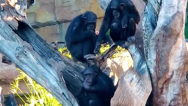 Семья шимпанзе отдыхает на дереве. Шимпанзе преследует наблюдателя — стоковое видео
