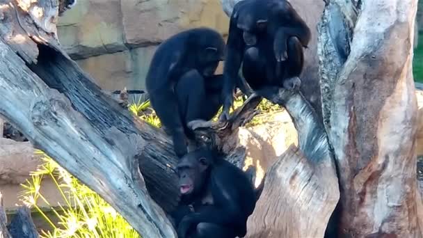 Familia de chimpancés descansando sobre un árbol. Chimpancé acaricia otro — Vídeo de stock