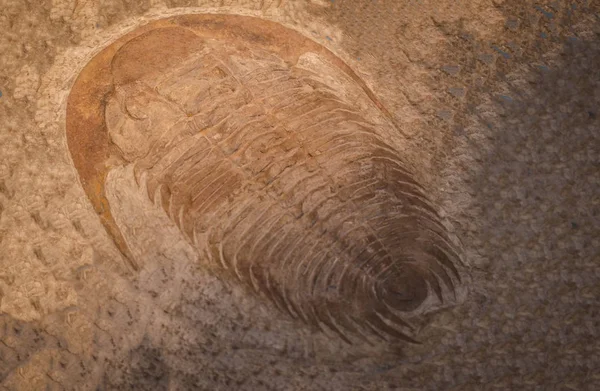 Impressão Trilobita Fóssil Sedimento Bilhões Anos Trilobite — Fotografia de Stock