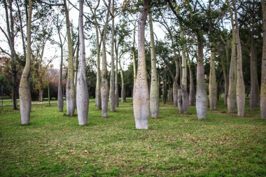 Güzel park şişe ağaçların Valencia, İspanya.