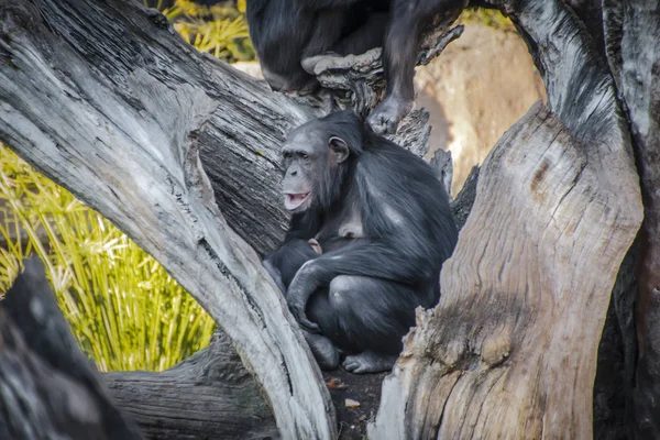 Familie Der Schimpansen Ruht Auf Einem Baum — Stockfoto