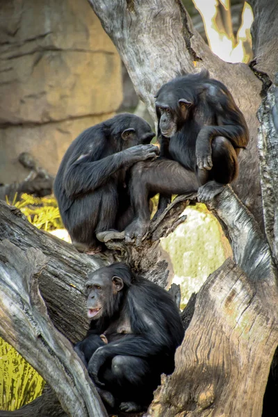 Family of chimpanzees resting on a tree