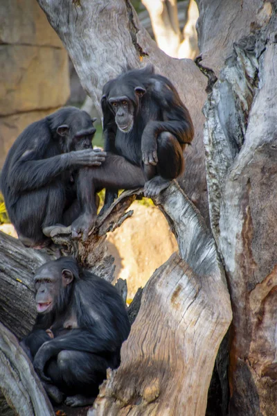 Familie Der Schimpansen Ruht Auf Einem Baum — Stockfoto