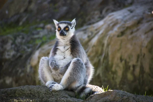 Cool Jeune Chat Lémurien Madagascar Lémurien Catta — Photo