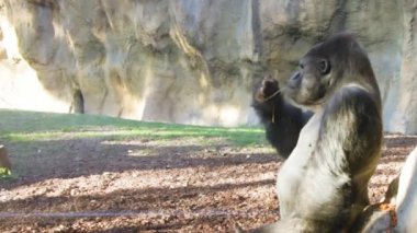 Büyük erkek goril sessizce bir şube yaprakları yiyor