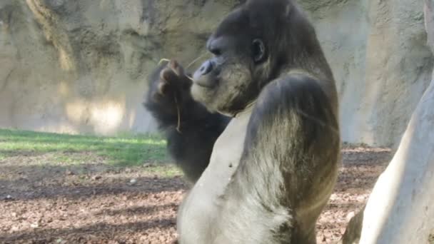 Stor Manlig Gorilla Äter Tyst Löv Från Gren — Stockvideo