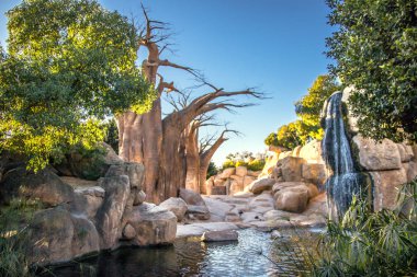Güzel doğal peyzaj baobab ile. Baobab güneş ışığı altında.