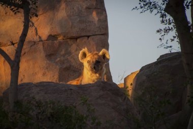 Genç sırtlan av--dan sığınak için saatler.