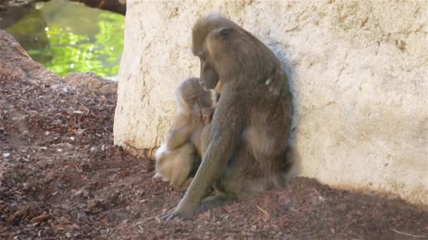 O macaco fêmea com um filhote. Bebê puxa o mamilo na boca, bebe leite — Vídeo de Stock