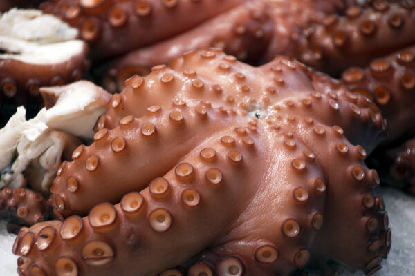 Свежие морепродукты, свежие кальмары и осьминоги на прилавке
