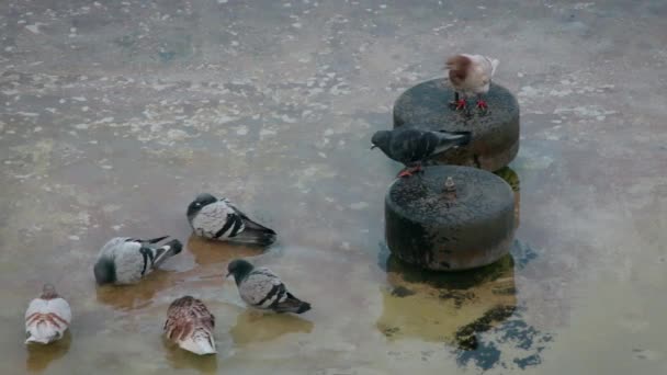 Eine Gruppe städtischer Tauben schwimmt im Teich — Stockvideo