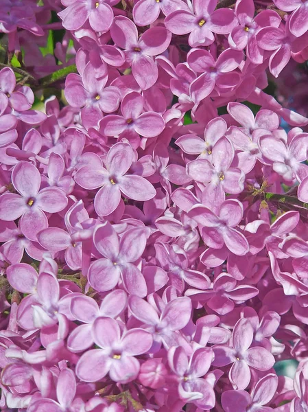 Syr nga, lilas, fleur à cinq pétales pour la bonne chance — Photo