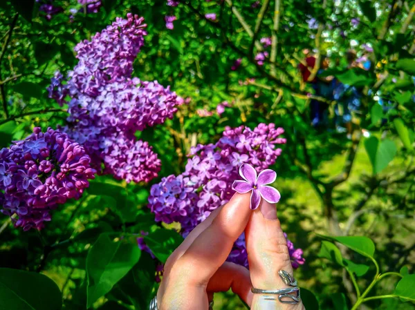 Syr nga, leylak, iyi şans için beş yaprakları ile çiçek — Stok fotoğraf