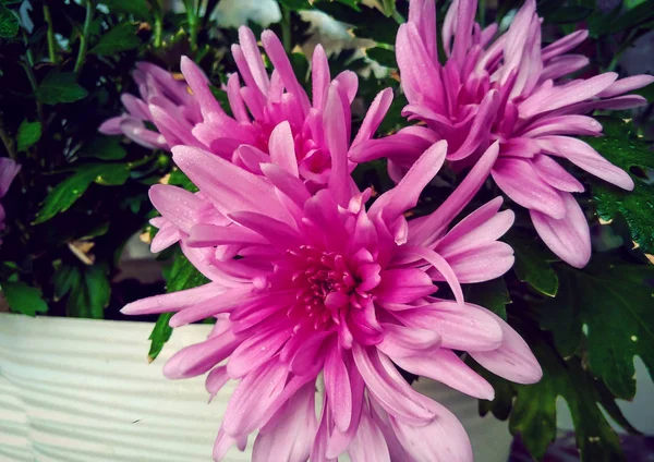 Encantadoras flores grandes de crisântemo decorativo rosa — Fotografia de Stock