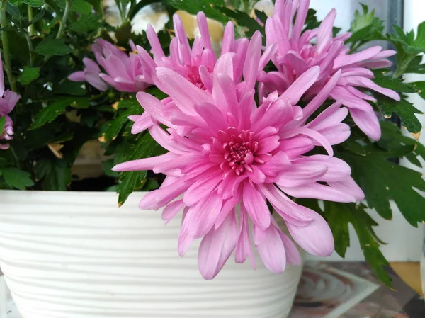 Lovely large flowers of pink decorative chrysanthemum — Stock Photo, Image