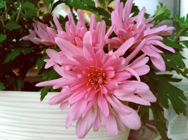 Hermosas flores grandes de crisantemo decorativo rosa — Foto de Stock