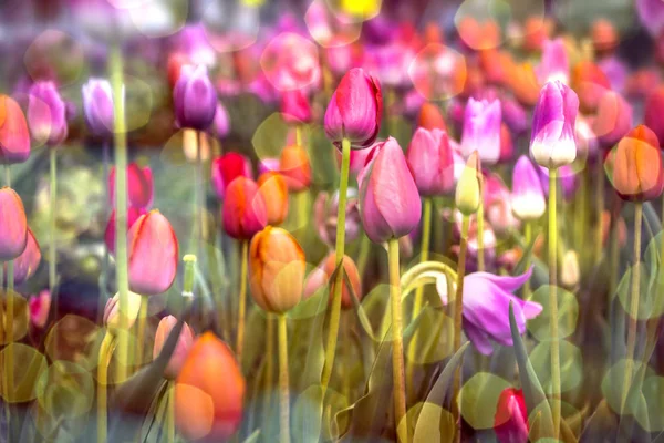 Bright fresh spring tulips in the garden, spring tulips — Stock Photo, Image