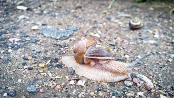 Große Weinschnecke kriecht die Straße entlang. — Stockvideo