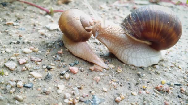 Large Wine Snail Crawling Road — Stock Video