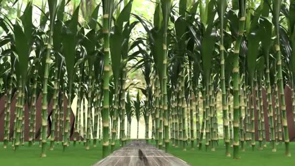 Güzel Bir Bambu Korusunda Yürü Canlandırma — Stok video