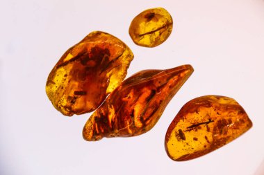 Kehribar parçaları yakın plan. İçinde antika parçaları olan doğal kehribar.