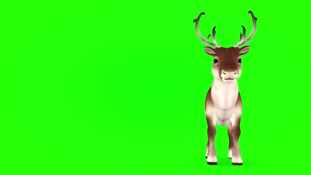 크리스마스 사슴이 초록색 배경에 있습니다. 3D 렌더링 — 비디오