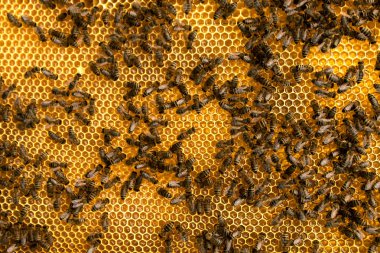 Arı kovanı, altı köşe hücreleri desen peteğin üzerinde arı sürüsü