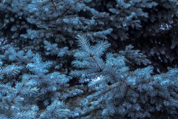 Μπλε Ερυθρελάτη Χριστουγεννιάτικο Δέντρο Φόντο — Φωτογραφία Αρχείου