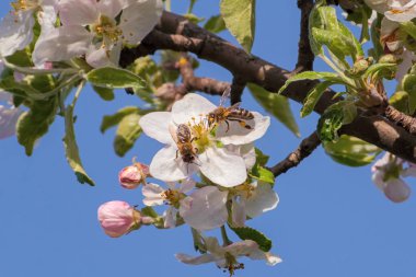 Bal arısı, tozlaşma süreci