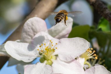 Bal arısı, meyve ağacı çiçekne nektar çıkarma
