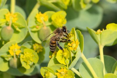 Bal arısı, meyve ağacı çiçekne nektar çıkarma