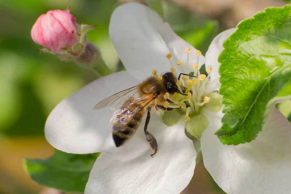 Honey bee, extracting nectar from fruit tree flower