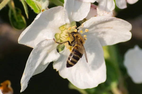 Honey bee, extracting nectar from fruit tree flower