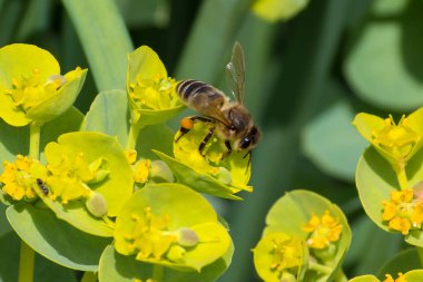 Bal arısı, meyve ağacı çiçekne nektar çıkarma