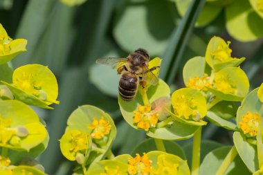 Bal arısı, meyve ağacı çiçekne nektar çıkarma