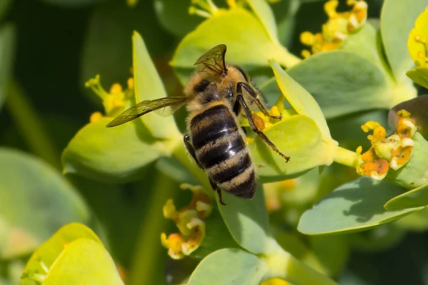 Honey bee, extracting nectar from fruit tree flower