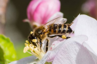 Bal arısı, tozlaşma süreci