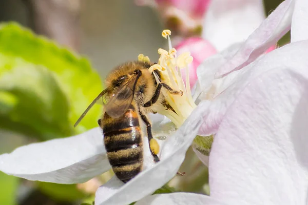 꿀벌, 수분 과정 — 스톡 사진