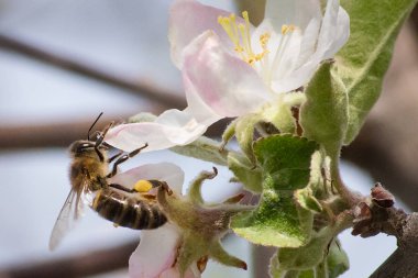 Bal arısı, meyve ağacı çiçekne nektar çıkarma