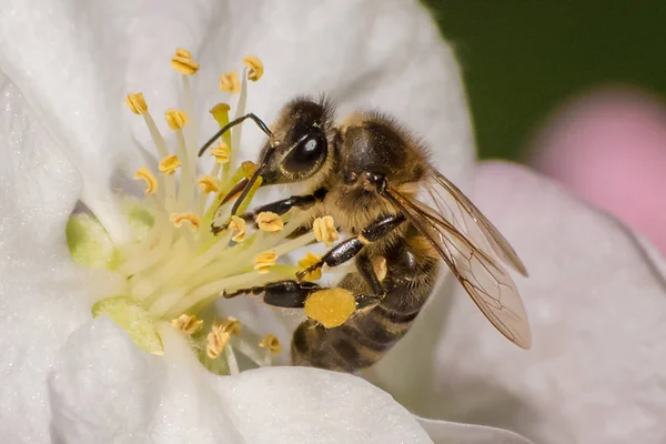 꿀벌, 과일 나무 꽃에서 꿀을 추출 — 스톡 사진